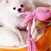 Squid Puppy Pet Dog Chew For Lovely Pink Teeth Cleaning Pet Toys Octopus Plush Toys Supplies BB Small Cute Rope Toy Dog Squeak