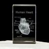 3D Lasers Etched Crystal Human Organs Model Anatomical Heart/Teeth Figurines Glass Paperweight with LED Base Doctor