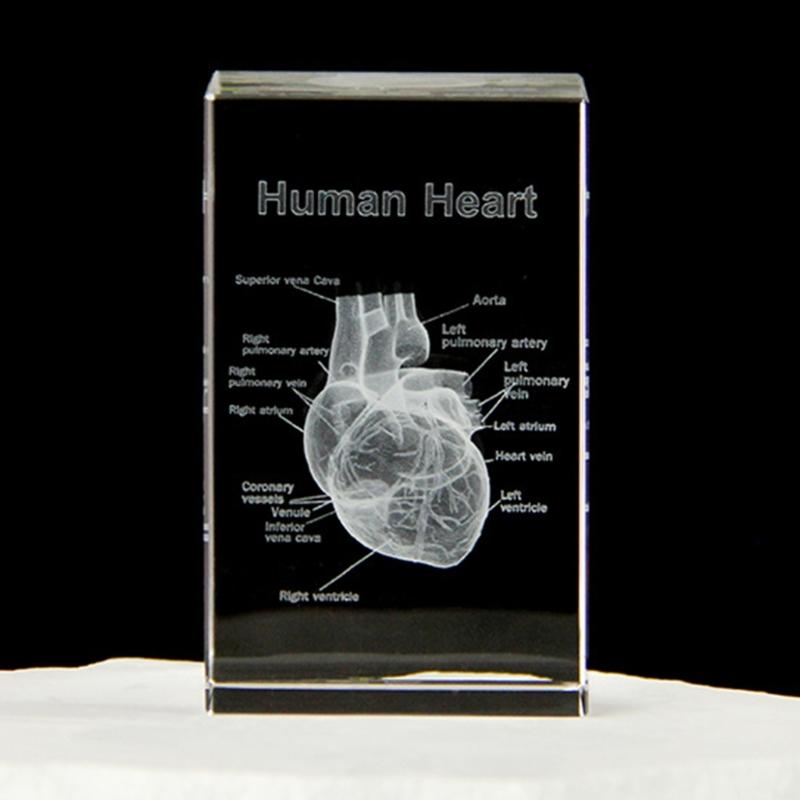 3D Lasers Etched Crystal Human Organs Model Anatomical Heart/Teeth Figurines Glass Paperweight with LED Base Doctor