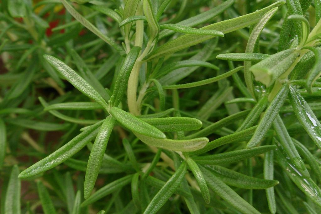 SAFLAX Zahrada v sáčku - Rozmarýn - 100 semen - Se substrátem ve vhodném stojacím sáčku - Rosmarinus officinalis