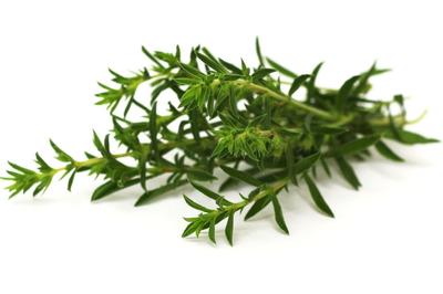 300 Savory Seeds - Medicinal Aromatic Plant - Reproducible Peasant Seeds - Semiwild