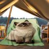 1pc Siamese Cat Outdoor Flannel Blanket , Machine Washable Perfect Gift for Birthday , Holiday Travel Accessory , Durable Material