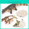 Krokodil Reptil Wachstumszyklus Modell PVC Pädagogisches Spielzeug für den Unterricht im Klassenzimmer und zur Präsentation