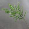 Asparagus Fern & Willow Buds Greenery for Wedding Decor & Landscaping