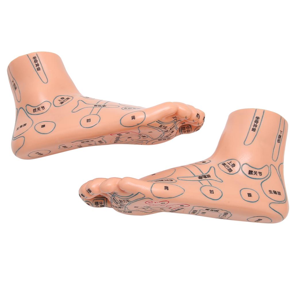 2 Stück 19cm / 7.5in Füße Akupunkturpunkt Modell Akupunktur Lehrmittel Zubehör Fußmodell