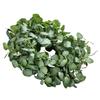 Artificial Decorative Wreath 26 in Green Eucalyptus Leaves Year Round