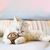 Catnip Wood Ball Toy Natural Silvervine Stick Cage Ball with Catnip Ball Kitten Teeth Cleaning Molar Toy for Indoor Cats