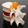 3D Model Lumbar Model Spine Demonstration Structure  Teaching Demonstration