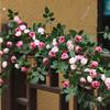 Multicolor Rose Artificial Flower Vine Silk Petals Length 180cm Simulation Flower Vine Green Leaves 54 Heads