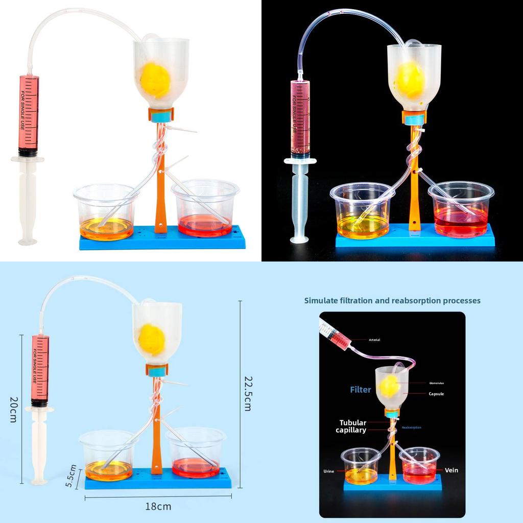 Science Experiment Diy Kidney Unit Model Educational Toy For Kids Classroom Learning
