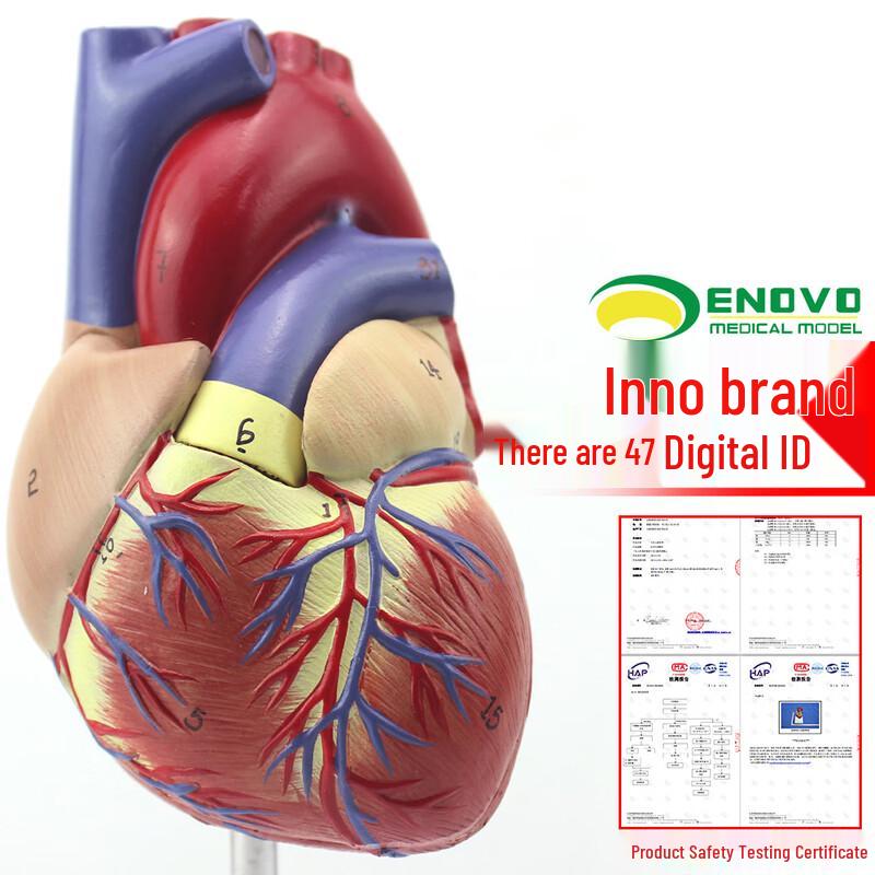

ENOVO Detachable 1:1 Human Heart Model