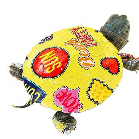 

Vibrant Brazilian Painted Pet Turtle with Food Included