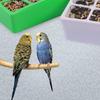 24TE Pet Birds Feeder for Lovebirds Finch Canary Hamster Poultry Feeder Treat Feeding Containers