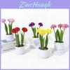 Simulation Epaltes Australis Less Pot Plant For Office Decor And Photography Props