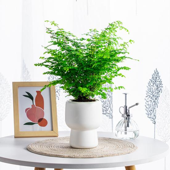 Self-absorbing Flowerpot with Cotton Rope Planter Double-layer Breathable Structure And Water Storage Tank Flower Pot for Indoor Plants