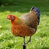 Realistic Acrylic Animal Yard Stake, 2D Flat Chicken Goose Bird Bunny Garden Sign for Pathway, Patio, Lawn Outdoor