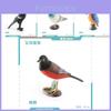 Realistic Pvc Bird Model Collection Includes Dove Magpie Cuckoo Sparrows For Decor
