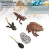 Animal Figure Toys PVC Compact Realistic Children Cognitive Growth Cycle Animal Model Frog Toy for