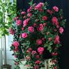 1.8m 12 Heads Artificial French Rose Vine 7 Colors Wall Decor Rattan Home Decoration