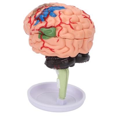 4D Anatomiczny Model Mózgu Zmontowany Przezroczysta Struktura Winyl Symulacja Model Mózgu do Nauki