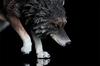 1/6 Scale Coyote Wolf Animal Figure, Realistic PVC Plastic Model, Premium Adult Toy, 20cm Class, Original Statue, Painted, Complete, Perfect for Anima
