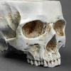 Skull Flower Pot Hanging Human Skull Plant Pot Halloween Candy Bowl Gothic Planter for Succulents Indoor Outdoor Decor