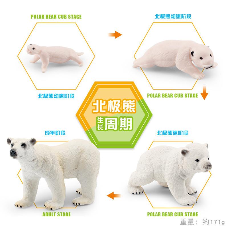 

Growth Realistic Bear Cycle Models Featuring Arctic And Black Bear Static Decor Polar Bear Set