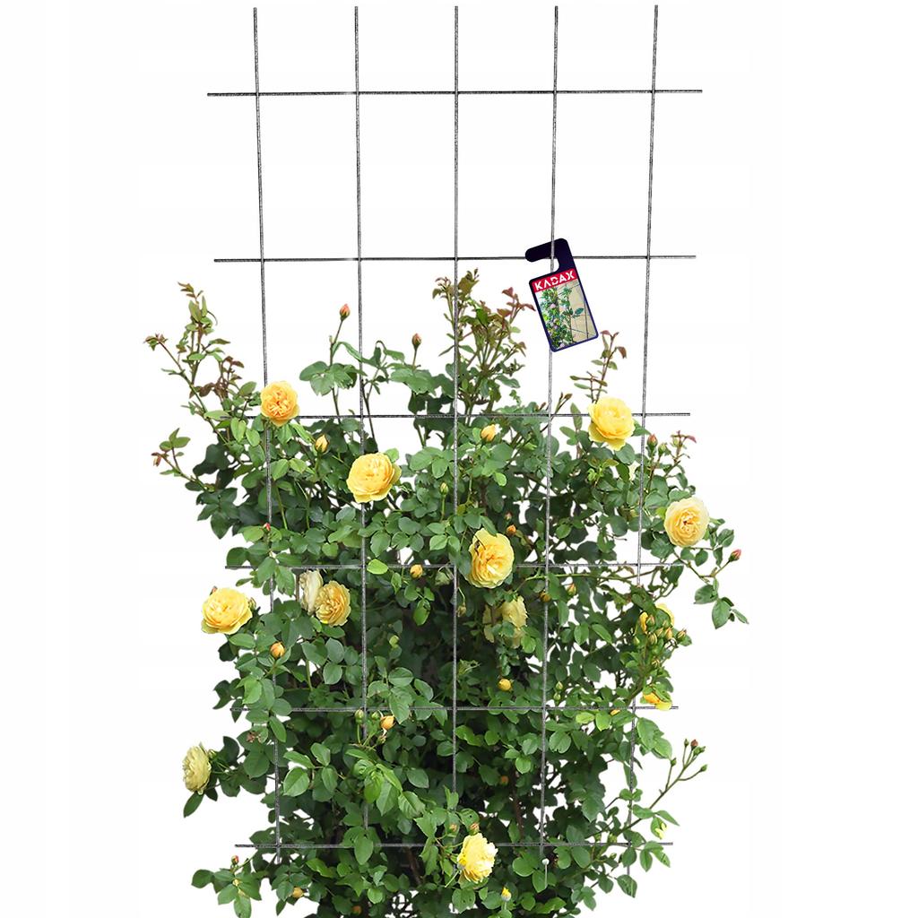KADAX Krata Ogrodowa Do Roślin Pnących Pergola