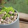 20pcs Resin Mini Halloween Pumpkin Miniature Halloween Decoration Fairy Garden Home Ornament DIY Craft Ornaments Decoration