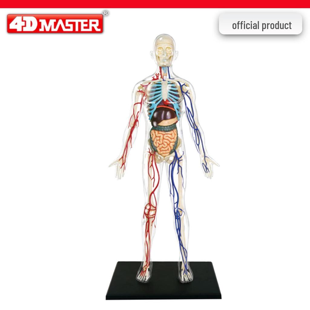 4D Knee Joint Ligament Anatomy Model for Medical Teaching