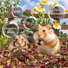 150G Hamster Bedding - Hamster Flowers & Herbs Hamster Bedding Dwarf Hamster Bedding Gerbil Bedding Robo Hamster Bedding Katy Hamster Bedding Hamster