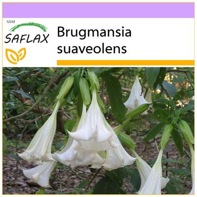 Engelen Trompet Wit - 10 zaden - Brugmansia suaveolens