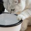 Creative Toilet Shape Pet Water Dispenser 650ML Auto Water Feeder Pet Feeding Bowl Dog Cat Waterer Non-Slip Pet Drinkware