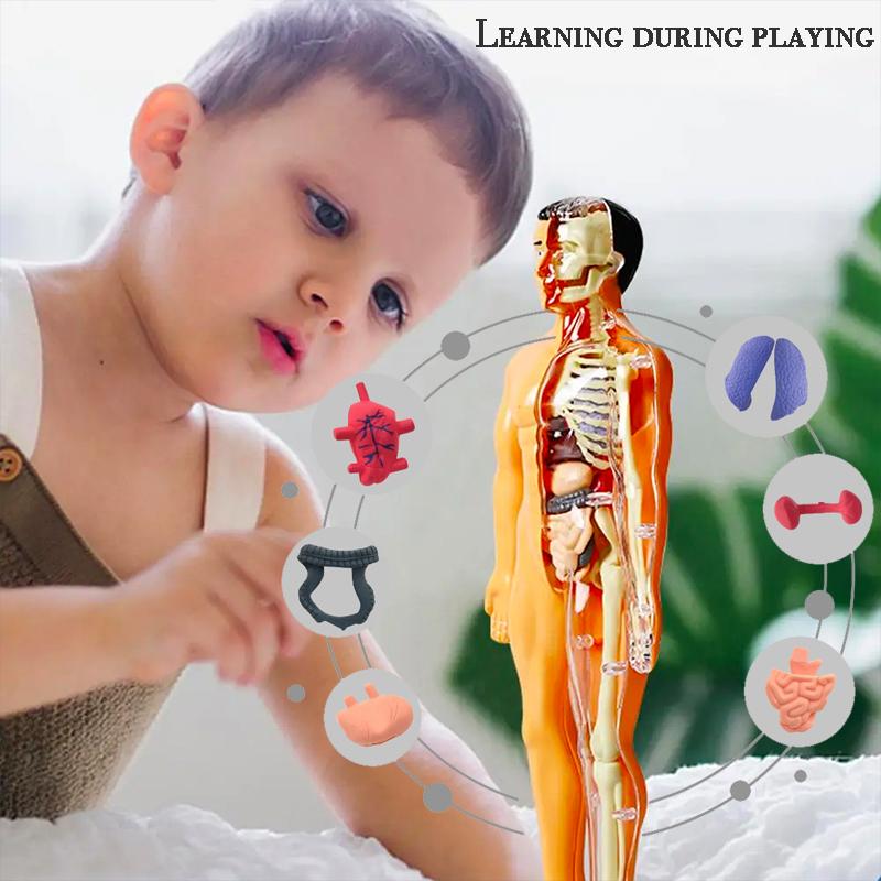 Assembly Human Skeleton Organ Model Toys Children's Science Education Cognitive Skeleton Structure Puzzle Assembly Toys for Kids