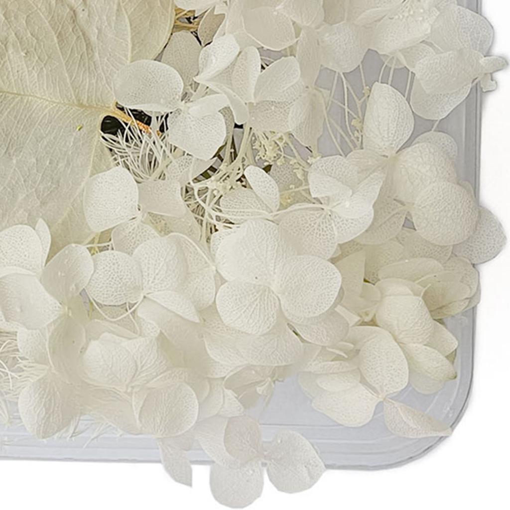 Getrocknete Blumen, exquisite, schöne, umweltfreundliche, farbige Trockenblumen für die Heimdekoration