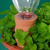 Miniature Ceramic Plant Watering Cones for Plant Self Irrigation Probes Office Greenerys Efficient Indoor Plant Care 6pc