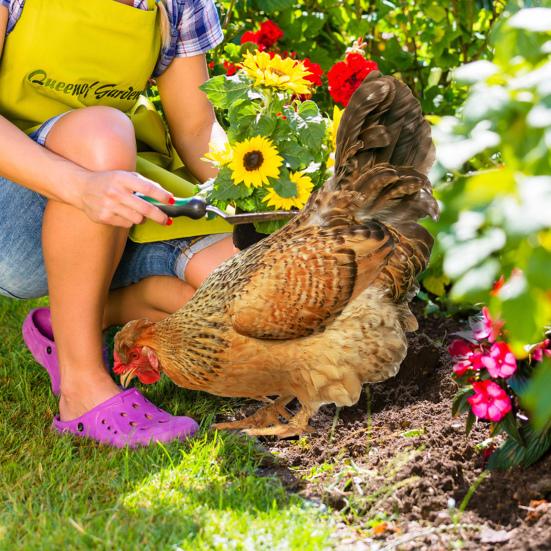 2Pcs Hen Garden Stake Chicken Lawn Sculpture Easy Installation Handcrafted Acrylic Chicken Garden Ornament Porch Lawn Outdoor Yard Decor