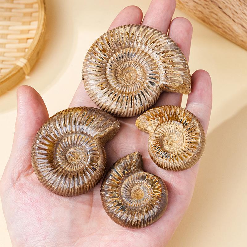 Natürliche weiße Ammoniten-Fossil-Muschel Pädagogisches Geschenk für Kinder