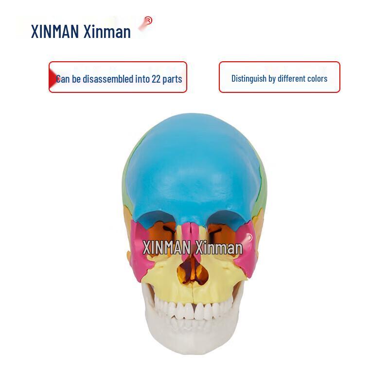 XINMAN 22-Part Colored Skull Model
