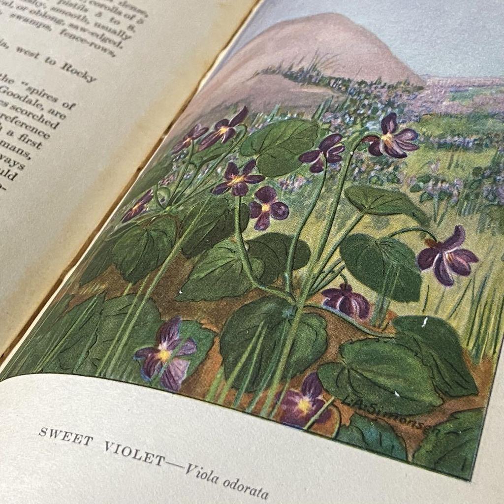 [USED] Rare American Vintage Antique Wild Plant Encyclopedia