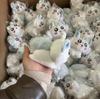 ChiIkawa Niedliche Murmeltier Plüschtiere Spielsets Kawaii Liegende Puppe Schlüsselanhänger Weiche Tasche Anhänger Flauschiges Plüschtier Geschenk Präsent für Freunde