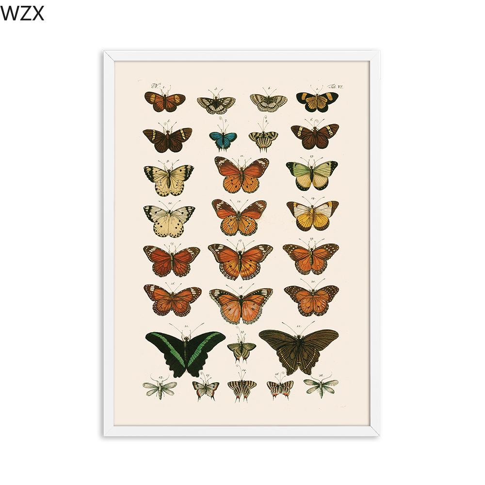Antiker Schmetterling Vintage Poster Drucke Insektenart Naturerziehung Wandkunst Leinwandwandmalerei Bild Kinderzimmer Heimdekor