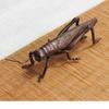 Creative New Animal Insect Decor Bronze Grasshopper Teapot Lid Holder Alloy Kung Fu Tea Pet Home Garden Decoration 3D Ornament