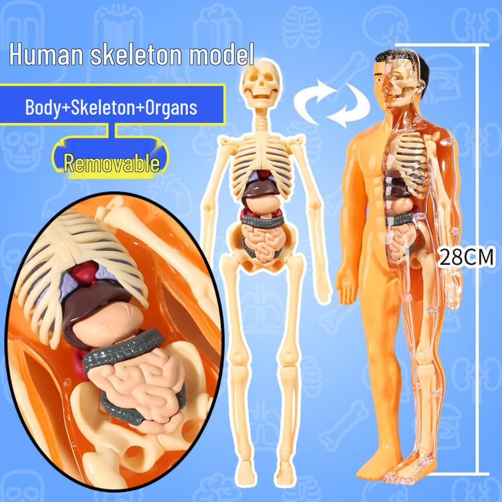 Human Skeleton & Organs Model for Medical Teaching and Science Education