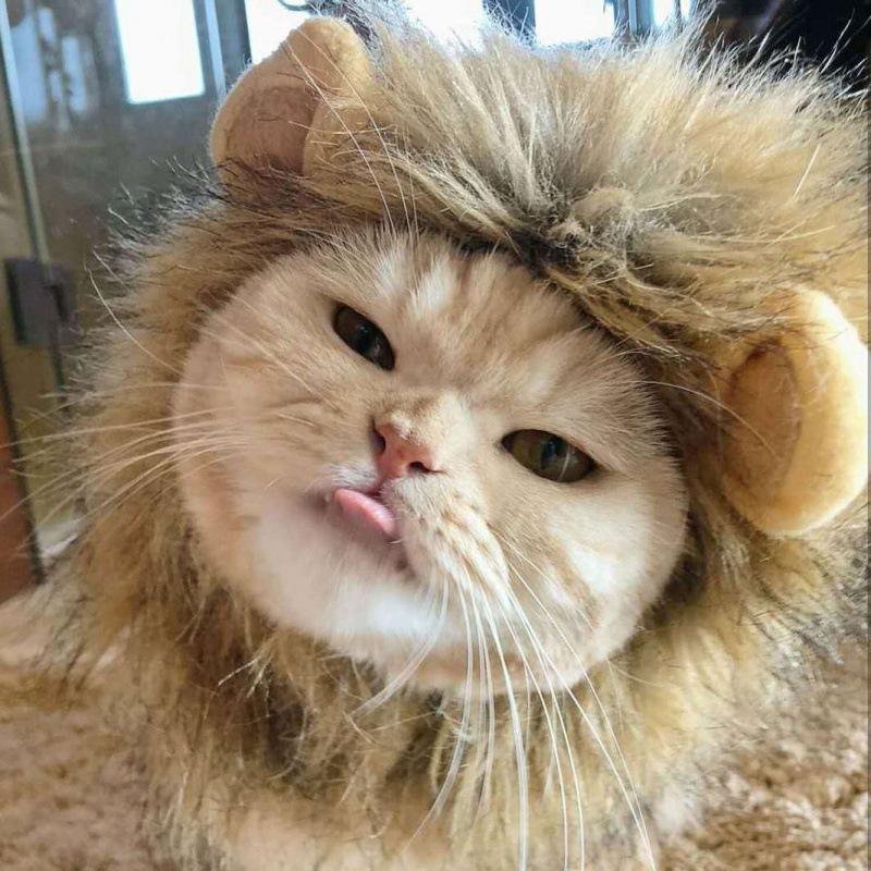 Cute Lion Mane Cat Wig Hat Dog and Cat Small Dog Pet Cat Decor Accessories Lion Wig Fancy Hair Cap Pet Supplies