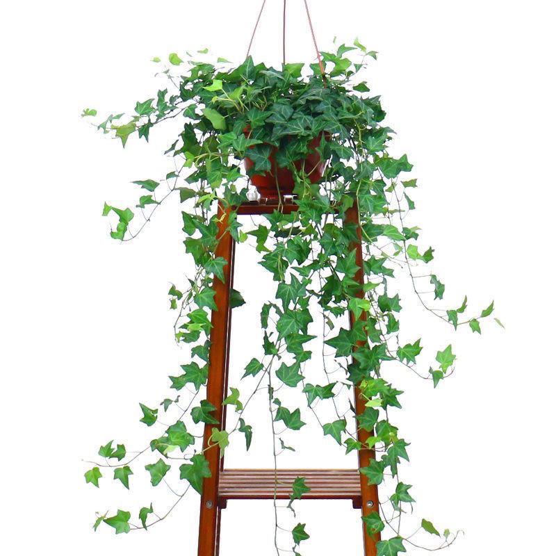 Evergreen Ivy Hanging Basket, Easy-Care Long Vine Plant, Perfect for Living Room, Balcony or Office, Enhances Air Quality.