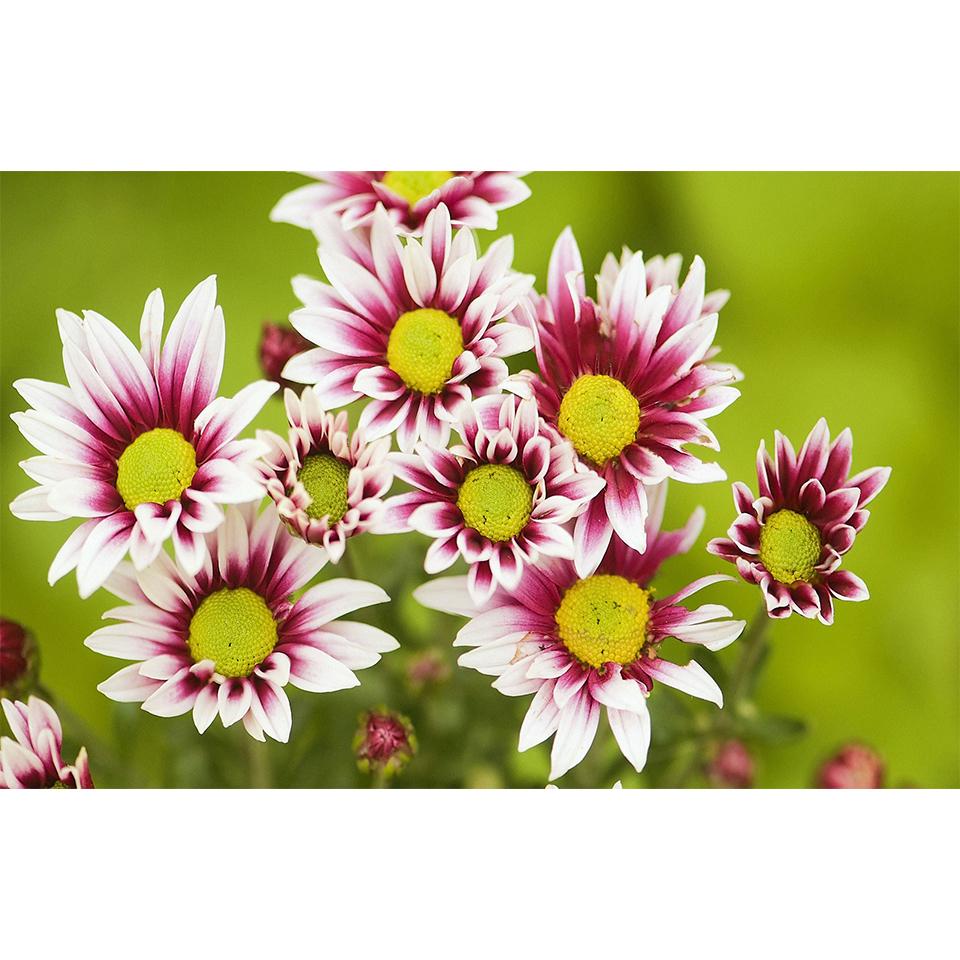 

5D DIY Весенний пейзаж алмазная живопись горный хрусталь картина полная Алмазная вышивка мозаика комплект для вышивки крестом домашний декор подарки Full Round 20x30CM