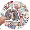 50pcs Human Anatomy Body Physiology Stickers Temporar Graffiti Luggage Skateboard Laptop Guitar Sticker Decals