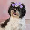 Puppy Hair Bow Puppy Hair Accessory Set Handmade Dog Hair Bowknot Set with Rubber Bands for Small Pets Party Christmas Birthday