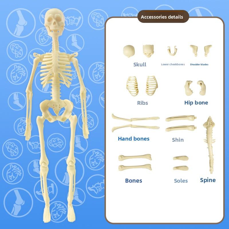 

Набор модели человеческого тела для детей, анатомическая научная игрушка, образовательная модель скелета, модель органа для самостоятельной сборки для студентов, STEM-обучение TXMR-029